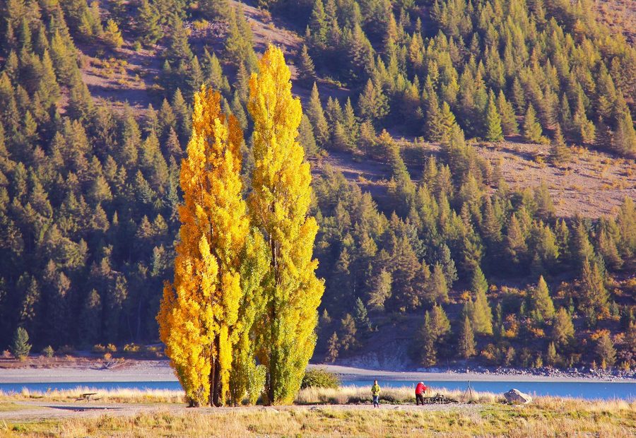Poplars along the shore of Lake Wakatipu in autumn